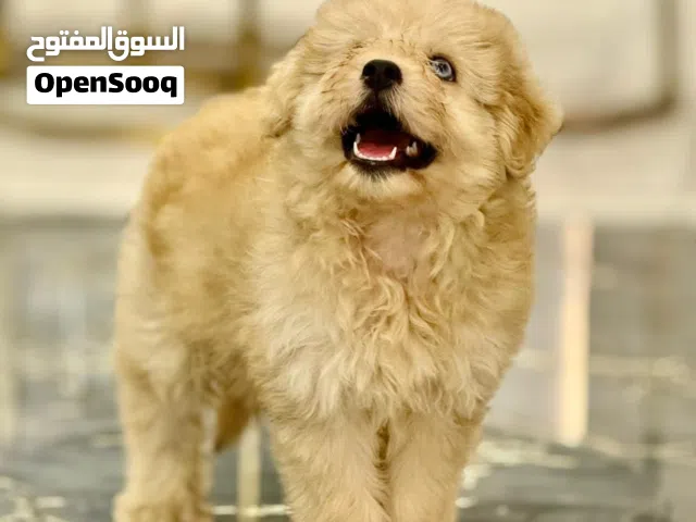 Very beautiful Female Maltepoo 60 days old