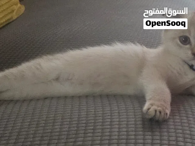 Male kitten Scottish fold for sale