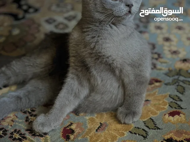 “Luxury Scottish Fold & Straight Kittens – Trained Playful & Irresistible!” كتنز سكوتش ملوكين