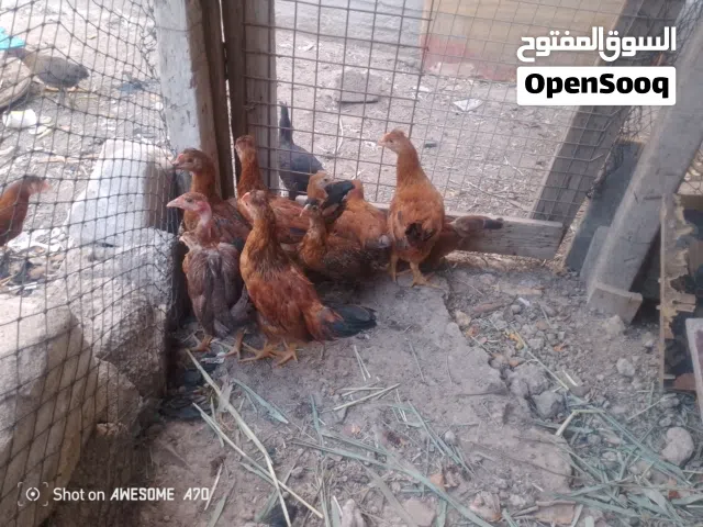 دجاج عرب  لفرد   وبيهن صغار بشويه