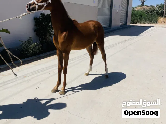 فلوه شقرا.