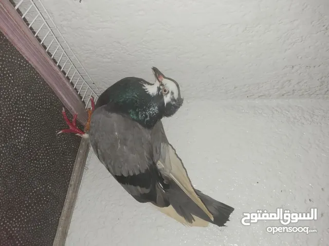 حمام مشكل ثلاثة حمامات ..................................................................
