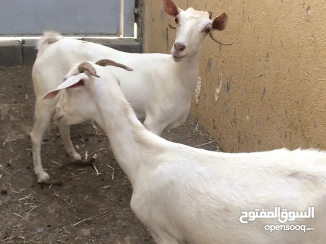 بكار صلاليات (غنم ظفاري)