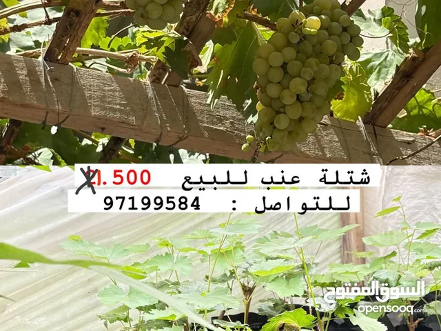 شتلات كميه محدوده للبيع عنب و فرصاد و تين.