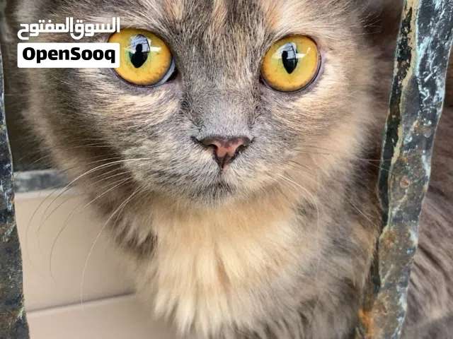 قطوه حق التبني .