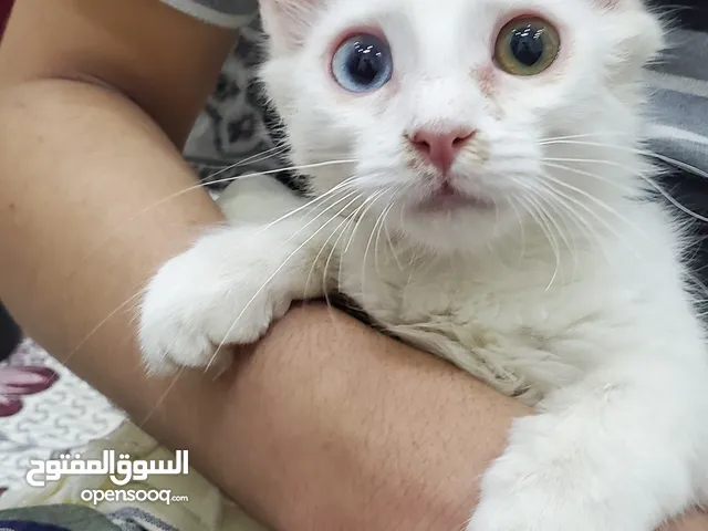 هل تريد قطة لا توجد بالسوق بيضاء شيرازي (ملون العيون) من فصيلة ناااااادرة جدا جدا