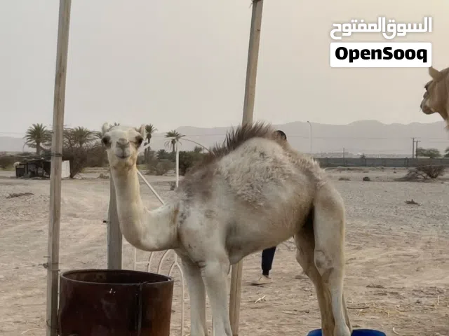 للبيع ناقة طيبة تحتها قعود