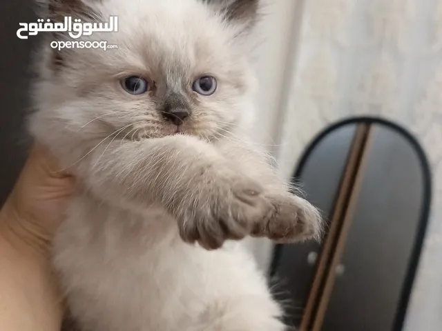 قطط هملايا