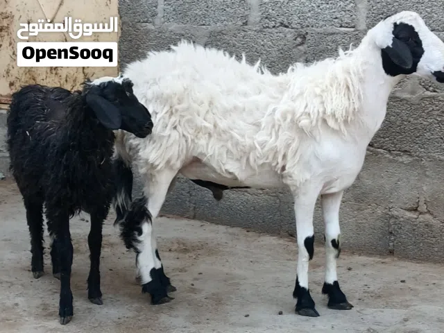 كبشان محليه ذبايح طيبه سمان فول