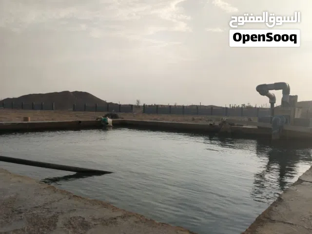 Farm Land for Sale in Buraimi Al Sinainah