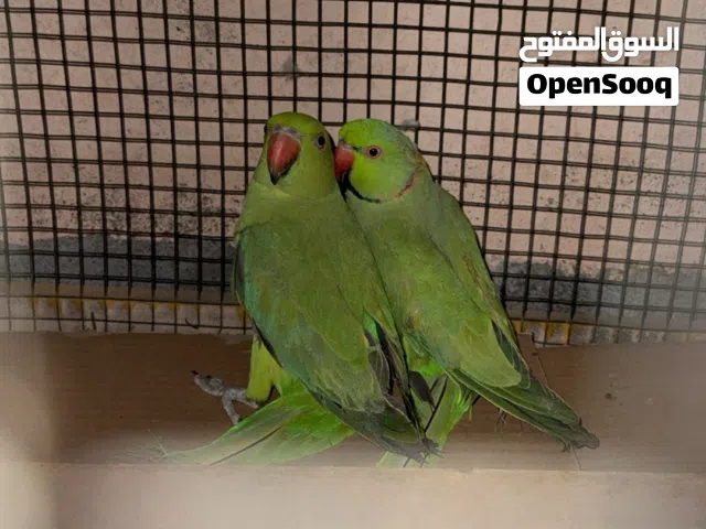زوج بغبغاء درة للبيع
