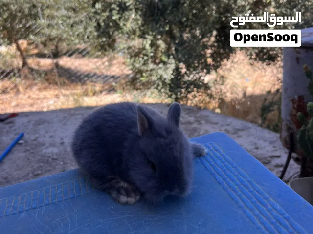 ارانب زينه مقزم وانجوارا