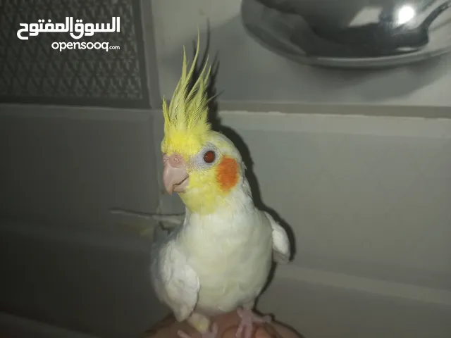 Lovely cockatiel for sale
