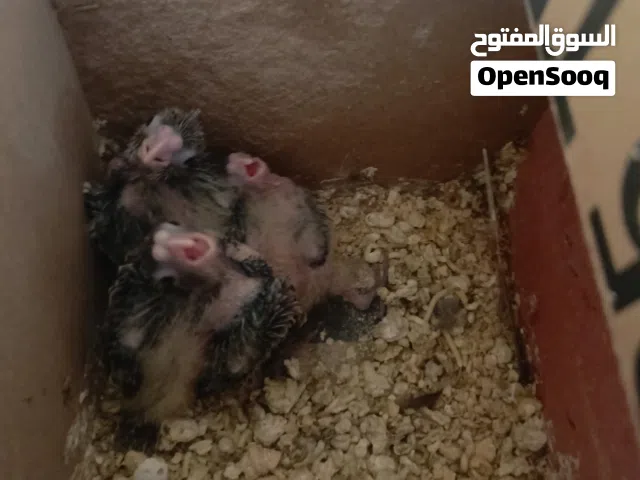 فراخ كوكتيل زق يدوي