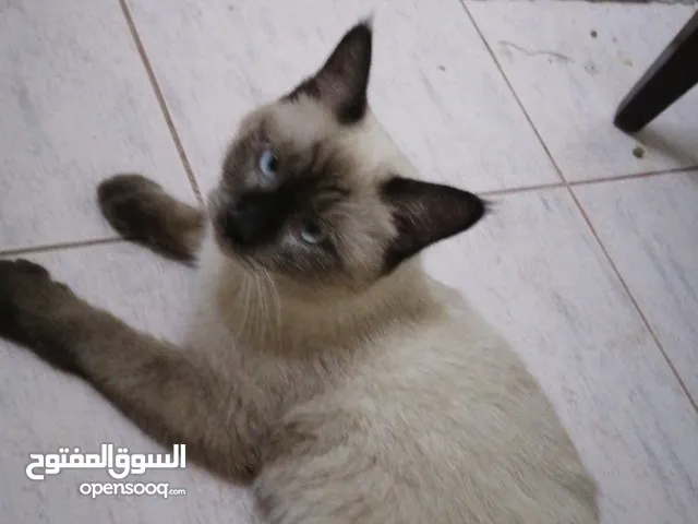 قط سيامي، ذكر، العمر من 12 شهر الى 14 شهر،