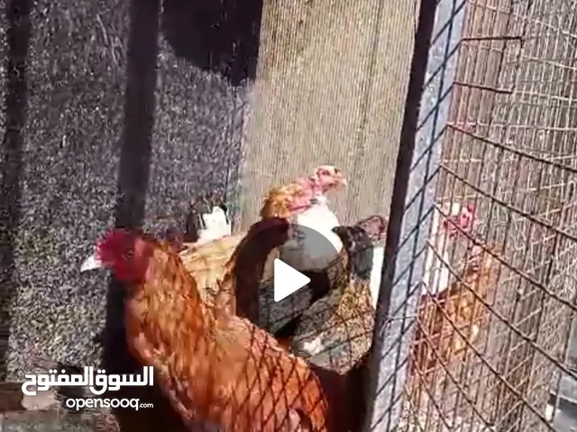 12فرخه بلدي وديك على وجه بيض لون أحمر تب نضافه جبل التاج.ت