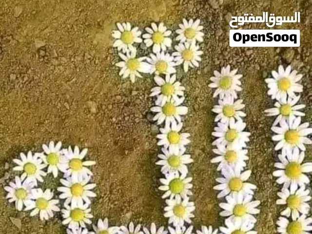 معلمة كيمياء وفيزياء وعلوم للحلقة الاولى والمتوسطة