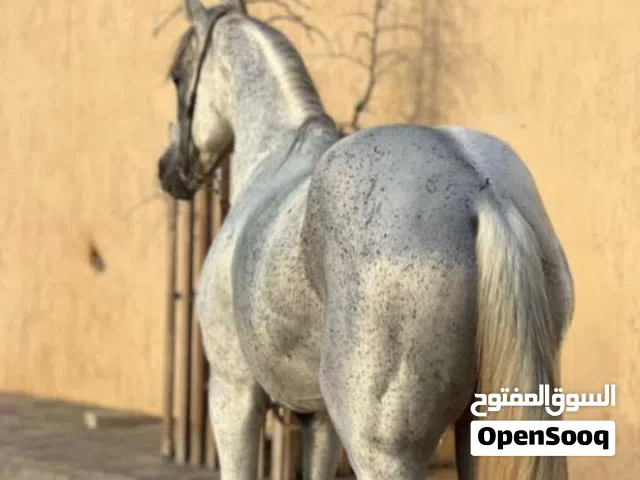 السلام عليكم ورحمة الله حصان للبيع