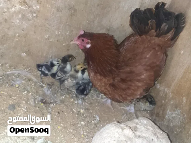 دجاجه رود وتحتها 8فلاليس سبرايت انيق