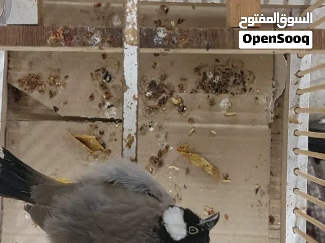 متاح بلبل فحل للبيع صحه جيده وخشونه خير من الله شرط التغريد