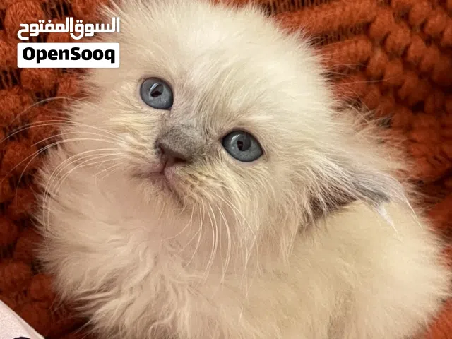 قطط هملايا وشيرازي وتركي للبيع