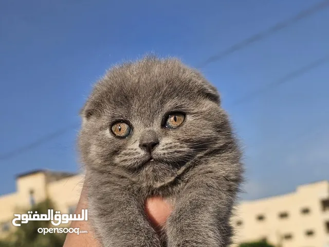 سكوتش فولد عمر 50 يوم انثى