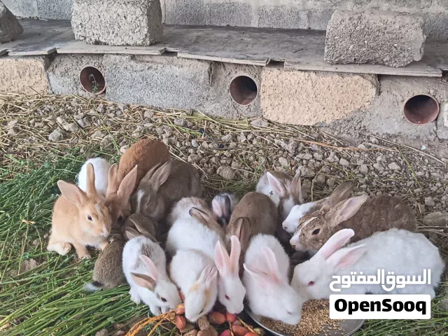 أرانب للبيع نوع عمانيات