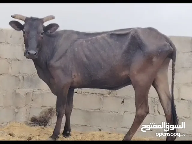 للبيع بقره نمساويه أصل عشار اقرا تحت