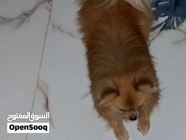 بومرينيان ذكر ميني الحجم الصغير mini Dog