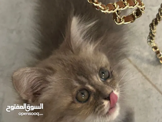 القطه مكس شيرازي العمر شهر ونص