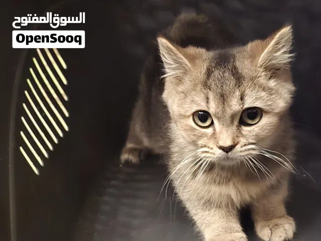 قطط سكوتش ستريت انثى للبيع العمر 3 شهور سليم و خاليه من الامراض و الفطريات.  السعر قابل للتفاوض