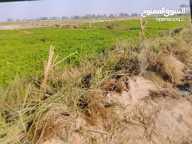 Farm Land for Sale in Dhi Qar Shatrah