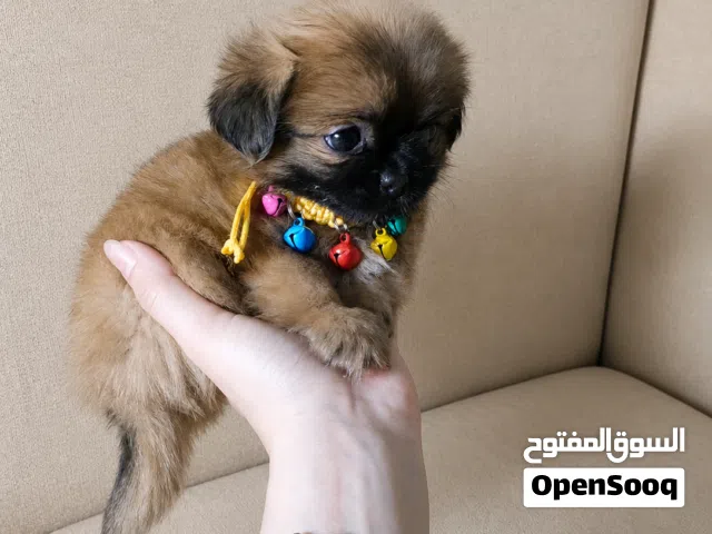 بيكنيز تي كب