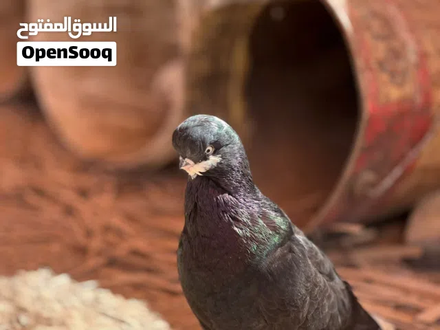 اقرأ الوصف اولا