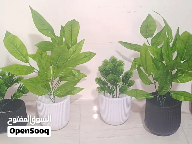 نقدم لكم مجموعة متنوعة من النباتات البلاستيكية عالية الجودة و بأسعار منافسة بدل من 10دنانير 5 دنانير