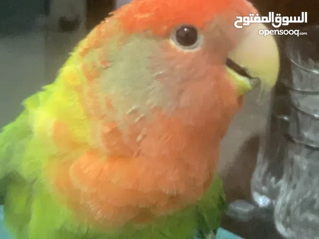 ببغاء روز ذكر عمر سنه بظبط