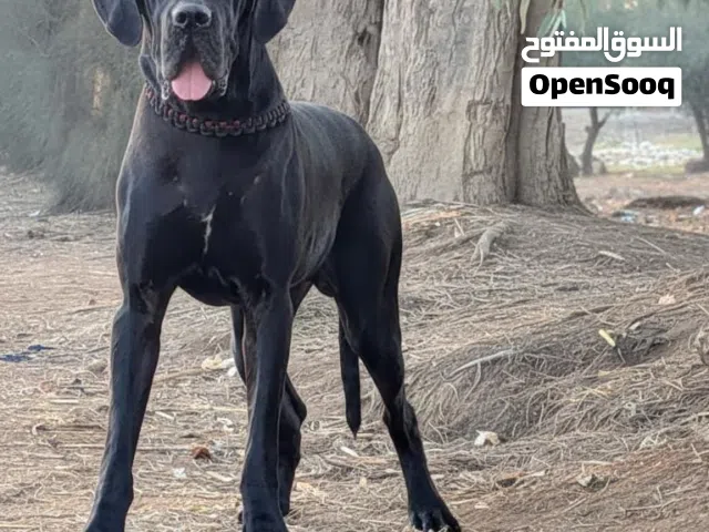 من افضل واقوي الذكور الجريت دان والدنوار اللي عينك هتشوفها في مصر ما شاءلله ولا حول ولاقوة الابالله