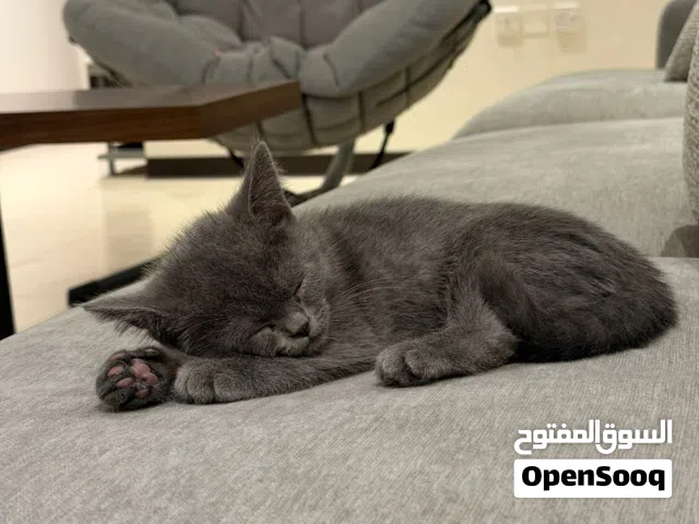 بريتش ذكور