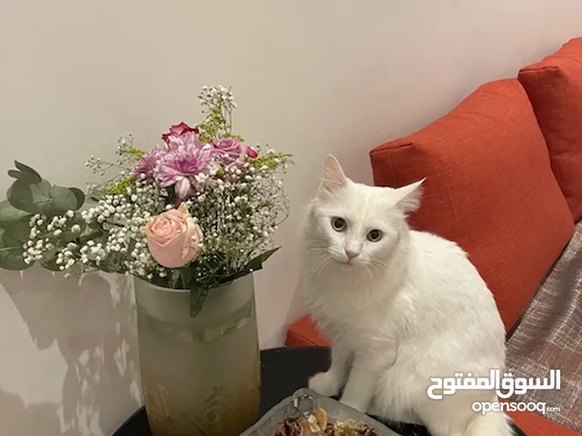 White Turkish Persian Cat