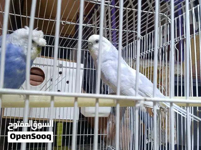 طيور حب  وبيهن مجال بدون قفص