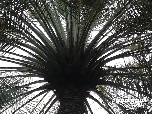 طناء نخيل فحول عدد 3 بكل انتاجهم من النبات 2025 فحول جدا جدا جدا ممتازة وانتاجها غزير سنويا