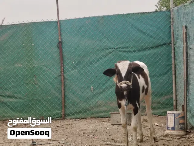 السلام عليكم عجله هولنديه سمينه معلوفه براسها ترهم جني وترهم كصابه