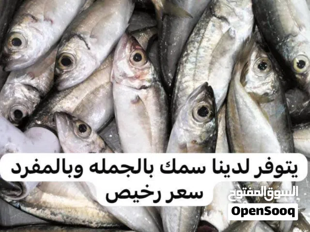 يتوفر لدينا بيع السمك بالجمله والمفرد ب أسعار ترضيكم