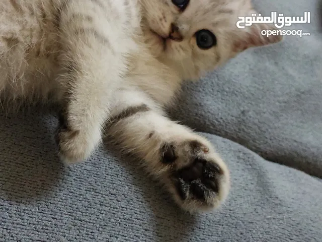 قطط سكوتش ستريت