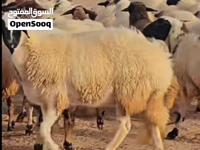 مطلوب 20الى 30 حولية