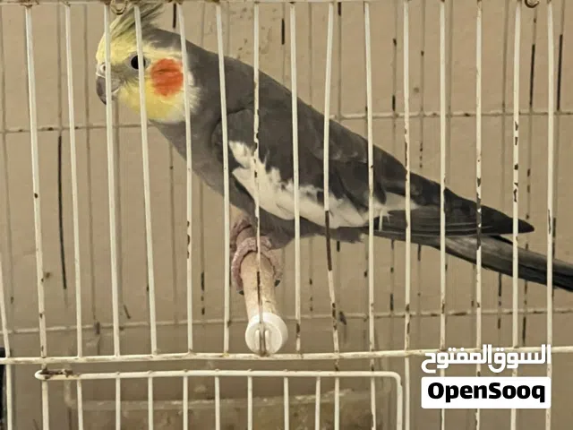 ذكر كوكتيل حبشي