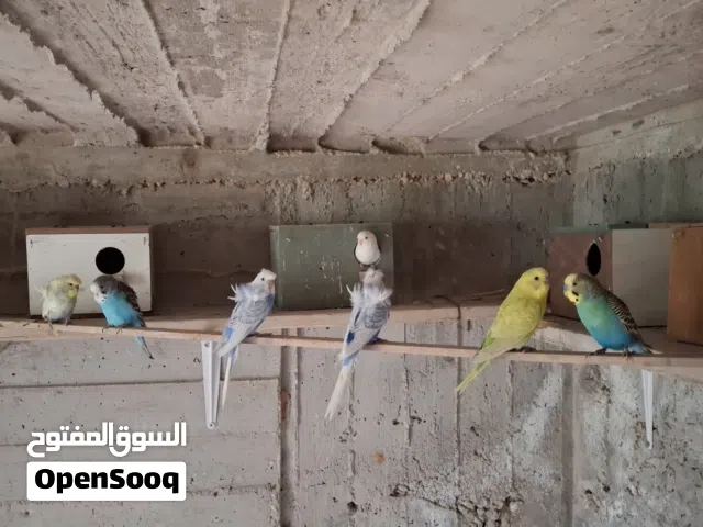 متااح جواز حب ريمبو دم صافي شغالات  جوز فشر لافات عش للبيع