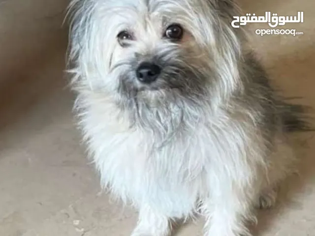 كلب للبيع ذكر هادي اليف