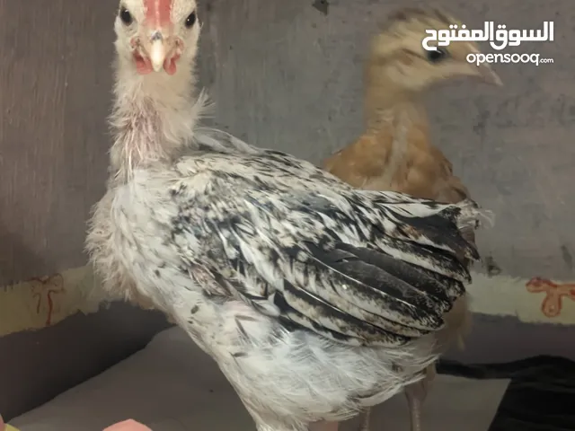 افراخ دجاج اقرو وصف