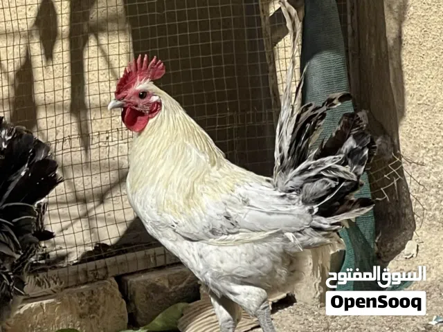 ديج برانكلز للبيع